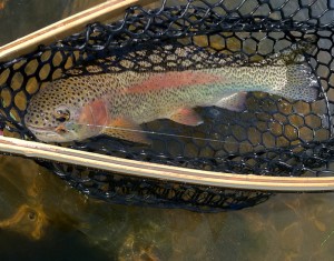 Yampa River Rainbow