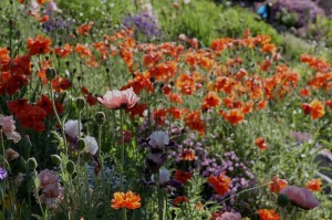 Glorious Alpine Flowers