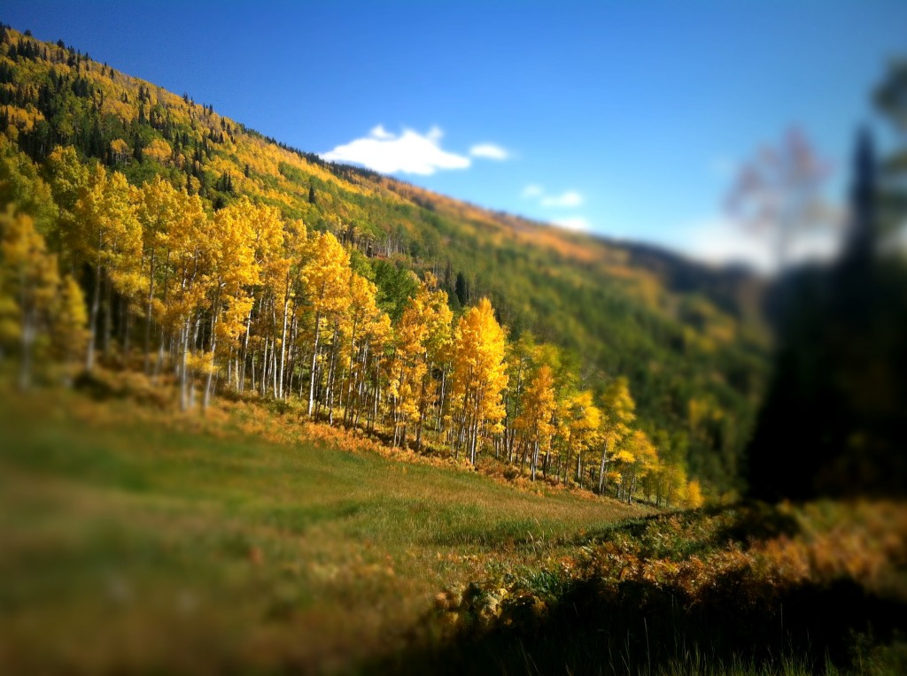 Green and gold under the blue sky