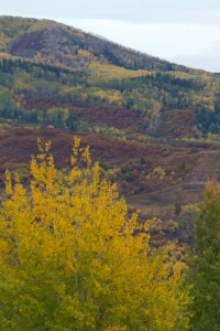 Fall colors in Steamboat Springs