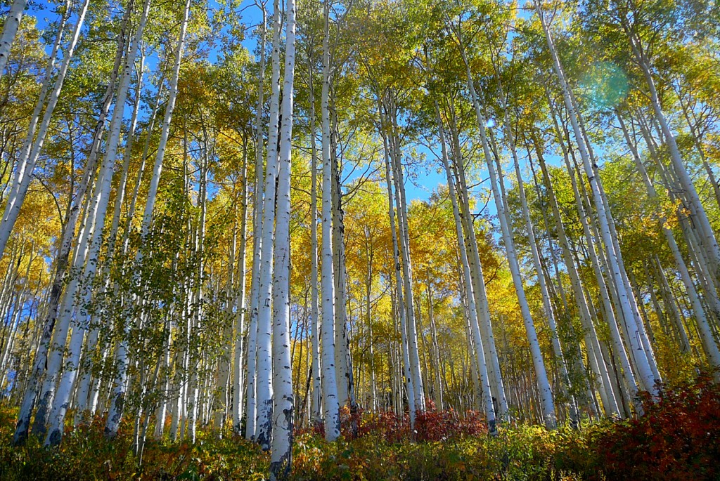 Fall Aspen Grove on Steamboat Springs Ski Area - Mt. Werner