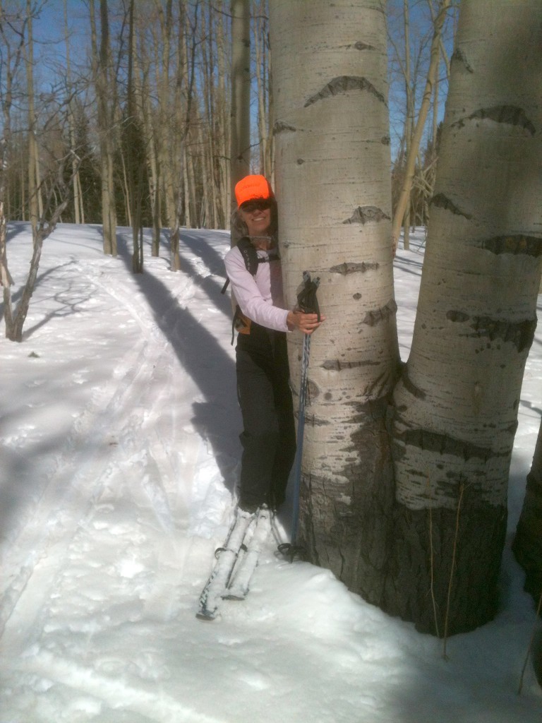 Large aspen tree in Steamboat Springs