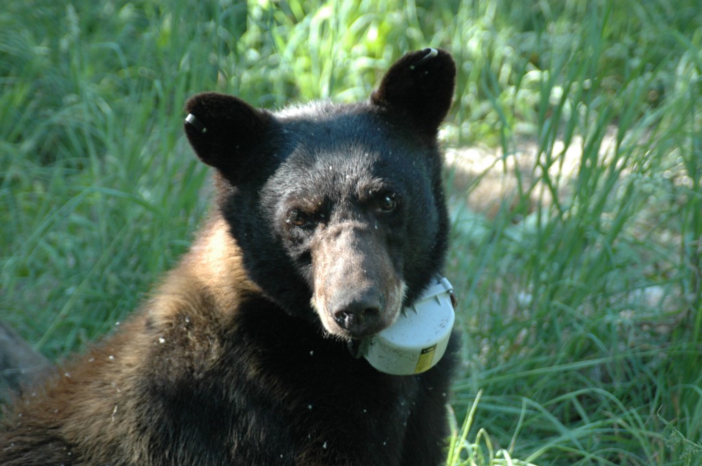 Bear 504 with his new collar