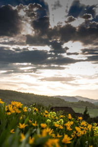 Steamboat sunset and flowers